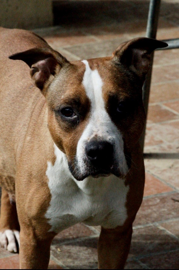 Les American Staffordshire Terrier de l'affixe D'elle De La Crique