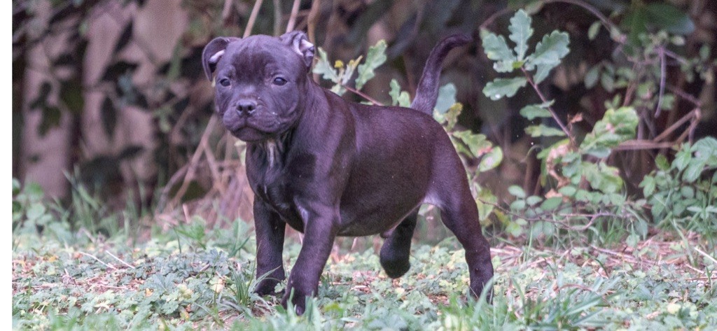D'elle De La Crique - Chiot disponible  - Staffordshire Bull Terrier