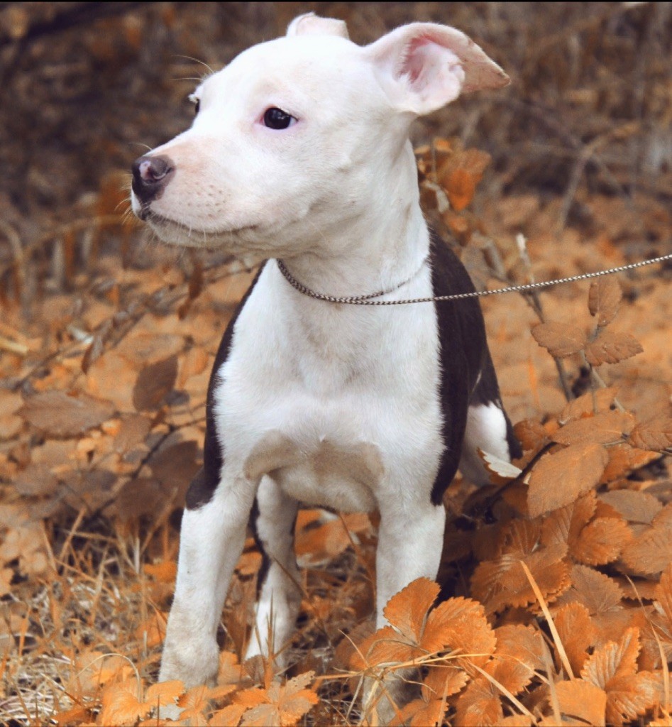 D'elle De La Crique - Chiot disponible  - American Staffordshire Terrier