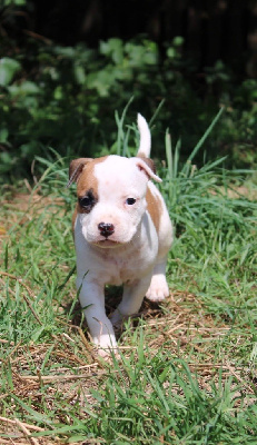 D'elle De La Crique - American Staffordshire Terrier - Portée née le 24/06/2023