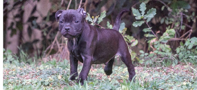 D'elle De La Crique - Staffordshire Bull Terrier - Portée née le 02/08/2023