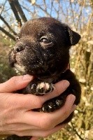 D'elle De La Crique - Staffordshire Bull Terrier - Portée née le 29/01/2021