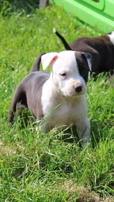 D'elle De La Crique - American Staffordshire Terrier - Portée née le 24/03/2022