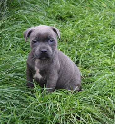 D'elle De La Crique - Staffordshire Bull Terrier - Portée née le 24/09/2022