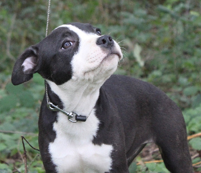 D'elle De La Crique - American Staffordshire Terrier - Portée née le 17/07/2024