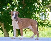 D'elle De La Crique - American Staffordshire Terrier - Portée née le 13/06/2019