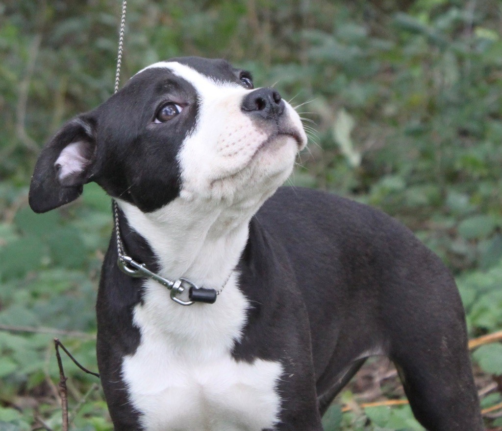 D'elle De La Crique - Chiot disponible  - American Staffordshire Terrier