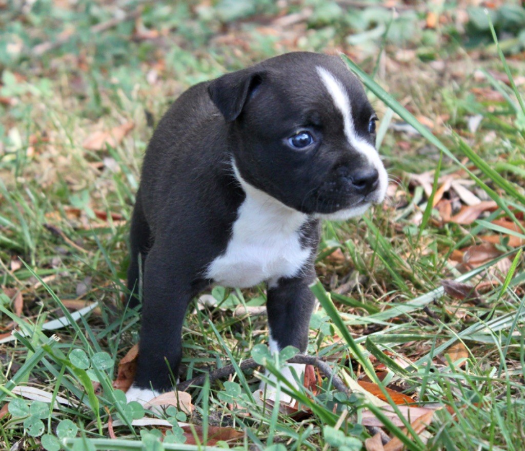 D'elle De La Crique - Chiot disponible  - American Staffordshire Terrier