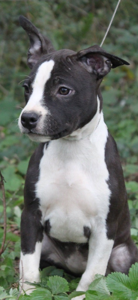 D'elle De La Crique - Chiot disponible  - American Staffordshire Terrier